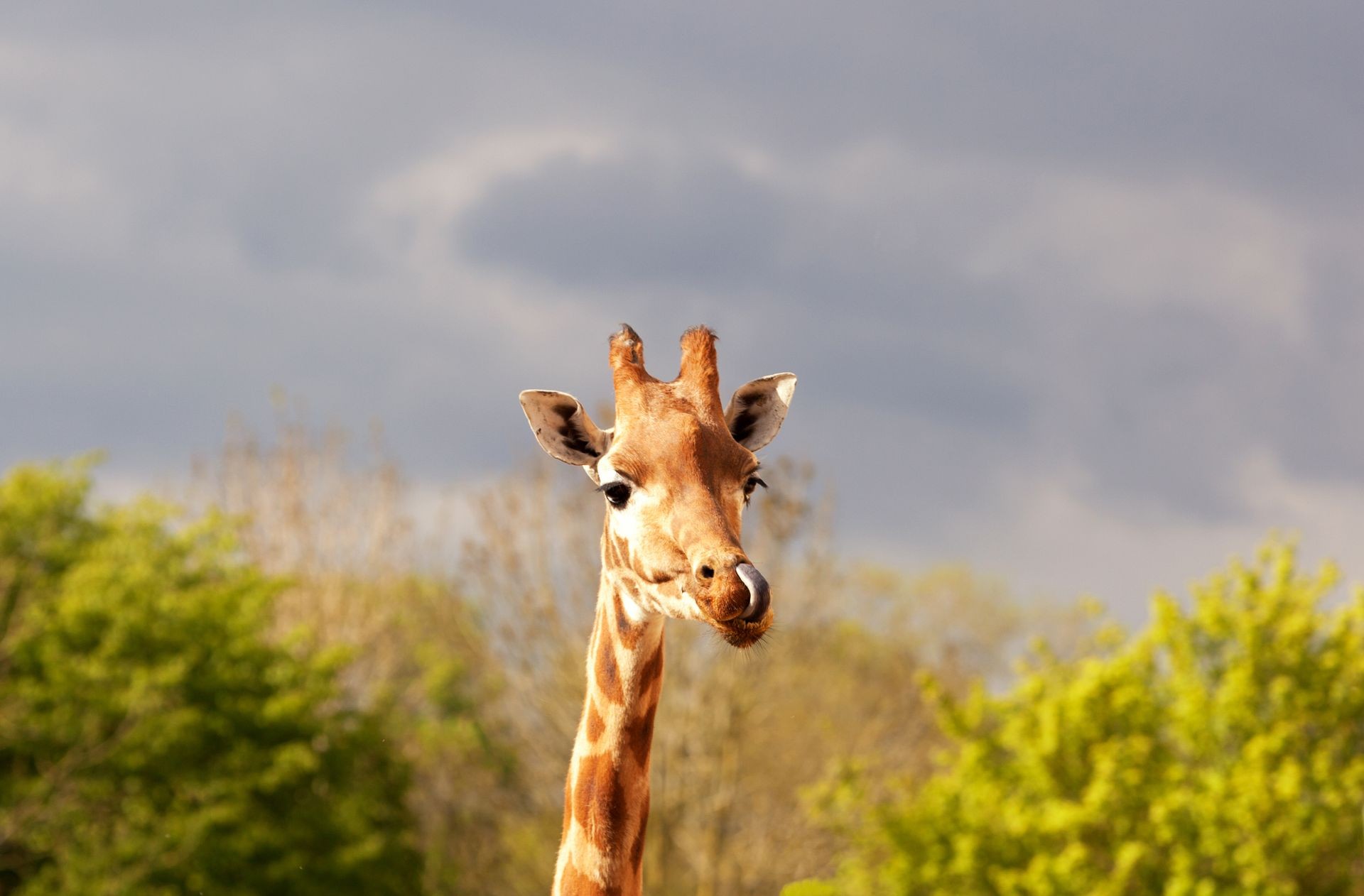 Close-up of a gorgeous giraffe face with its tongue sticking out and trees in the background. Shallow depth of field and space for text. 