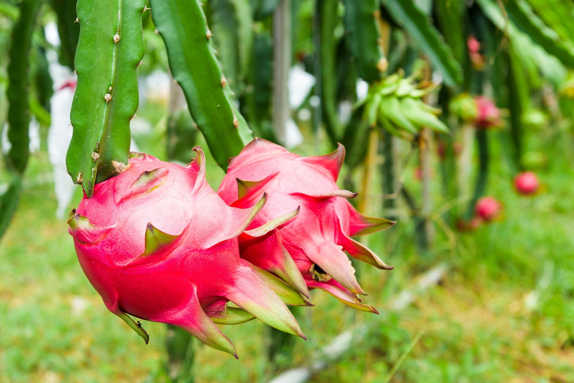 Raw pitahaya fruit on a tree