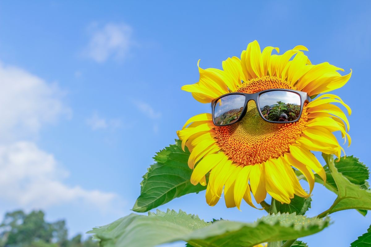 Bright yellow sunflowers are blooming wearing black sunglasses on a bright summer sky background.
The beauty of sunflowers that farmers have planted to extract oil from sunflowers.