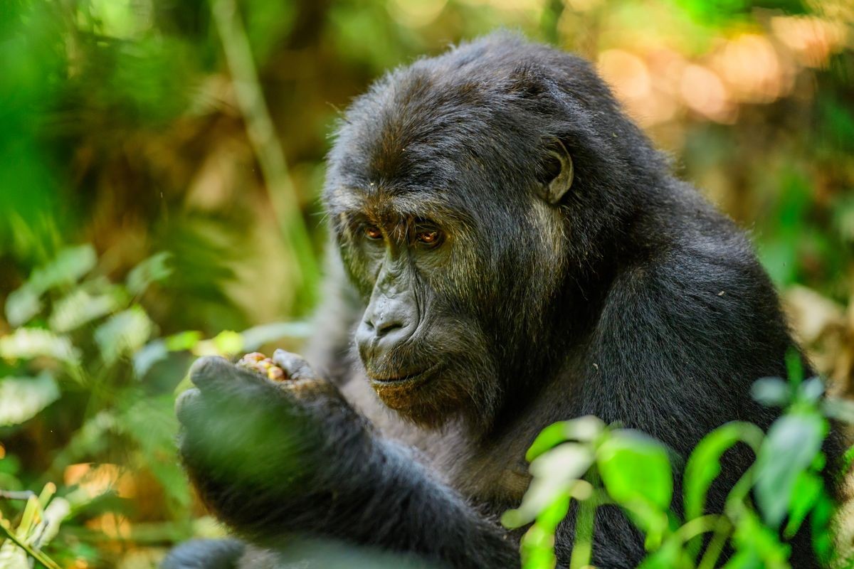 Eastern lowland gorilla in the darkness of African jungle, face to face in the nature habitat, great details, African wildlife, Gorilla gorilla gorilla.

