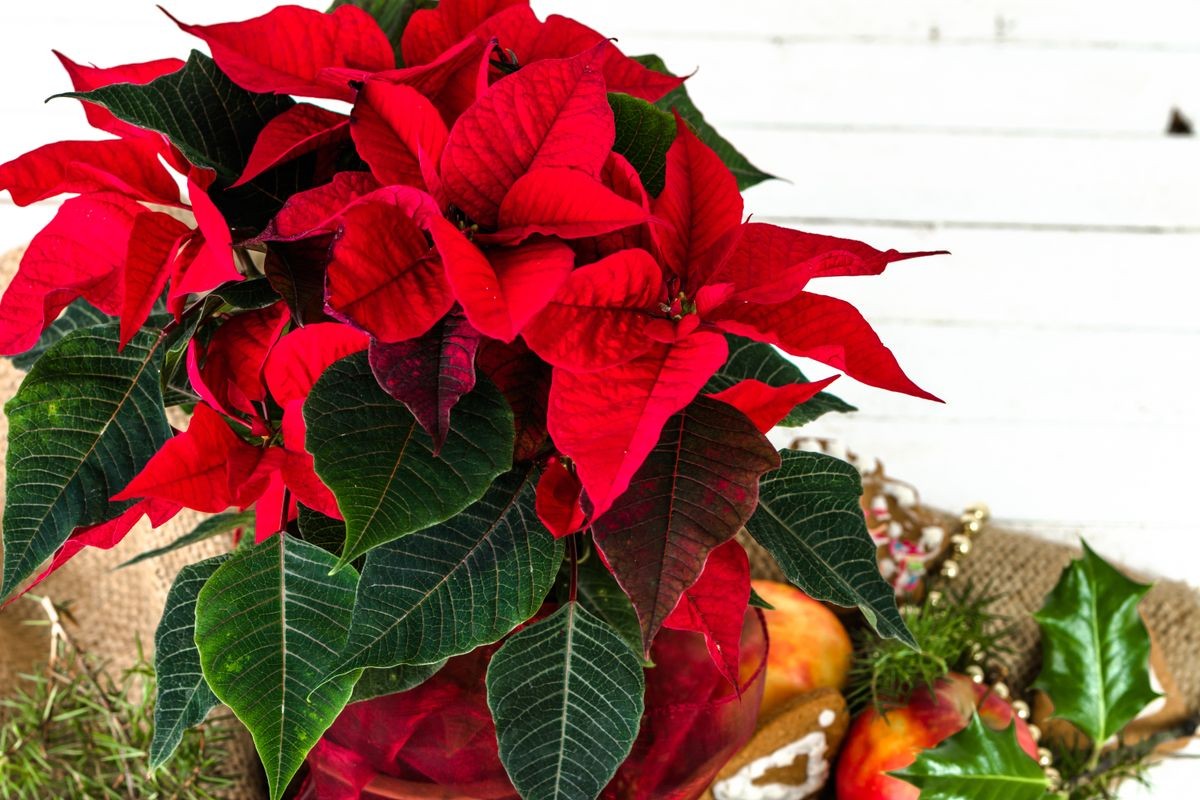 Christmas background with red poinsettia flower on white wooden table. Christmas decoration.