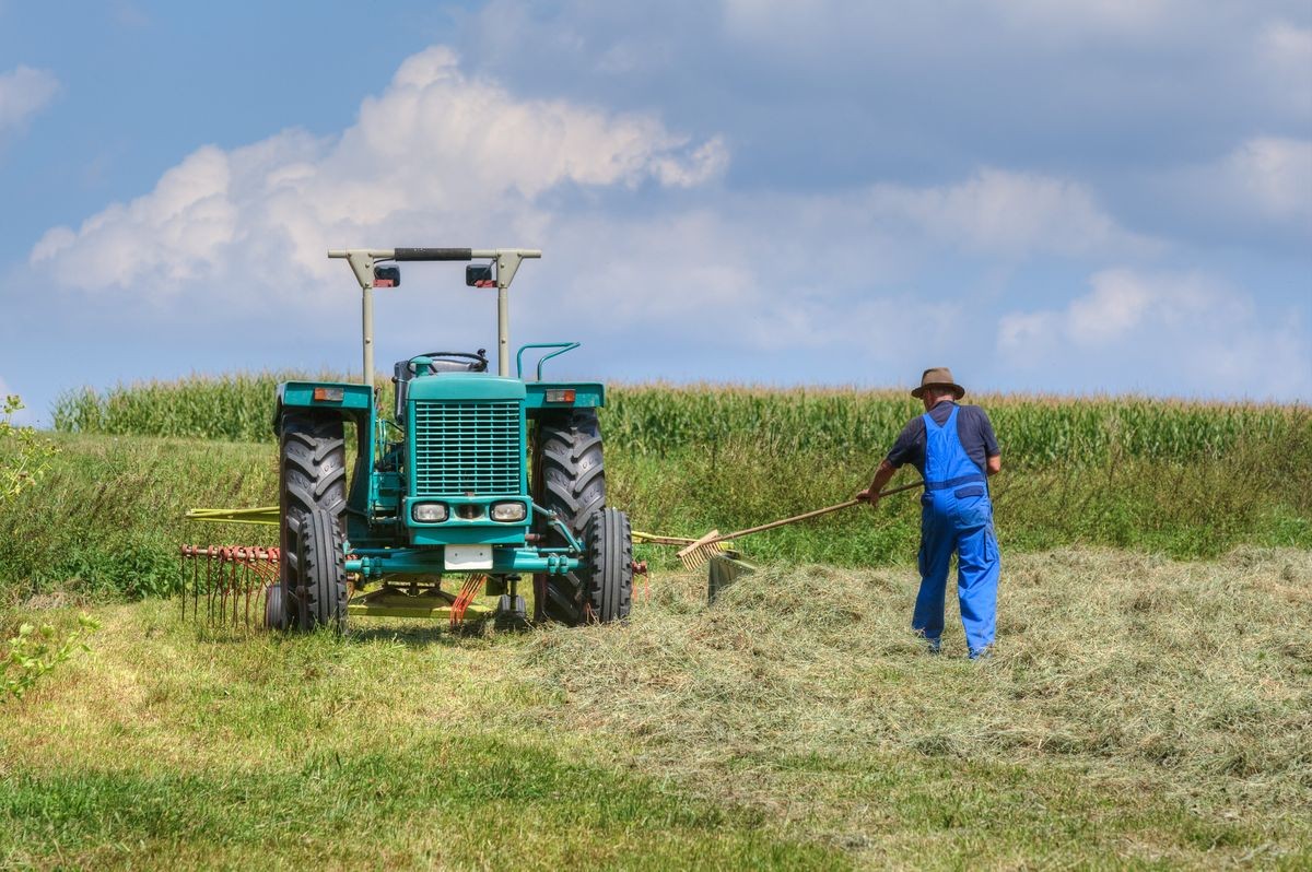 Organic farmer is driven with an old tractor out to the field and heaps up the dried organically grown hay with an old wooden rake.