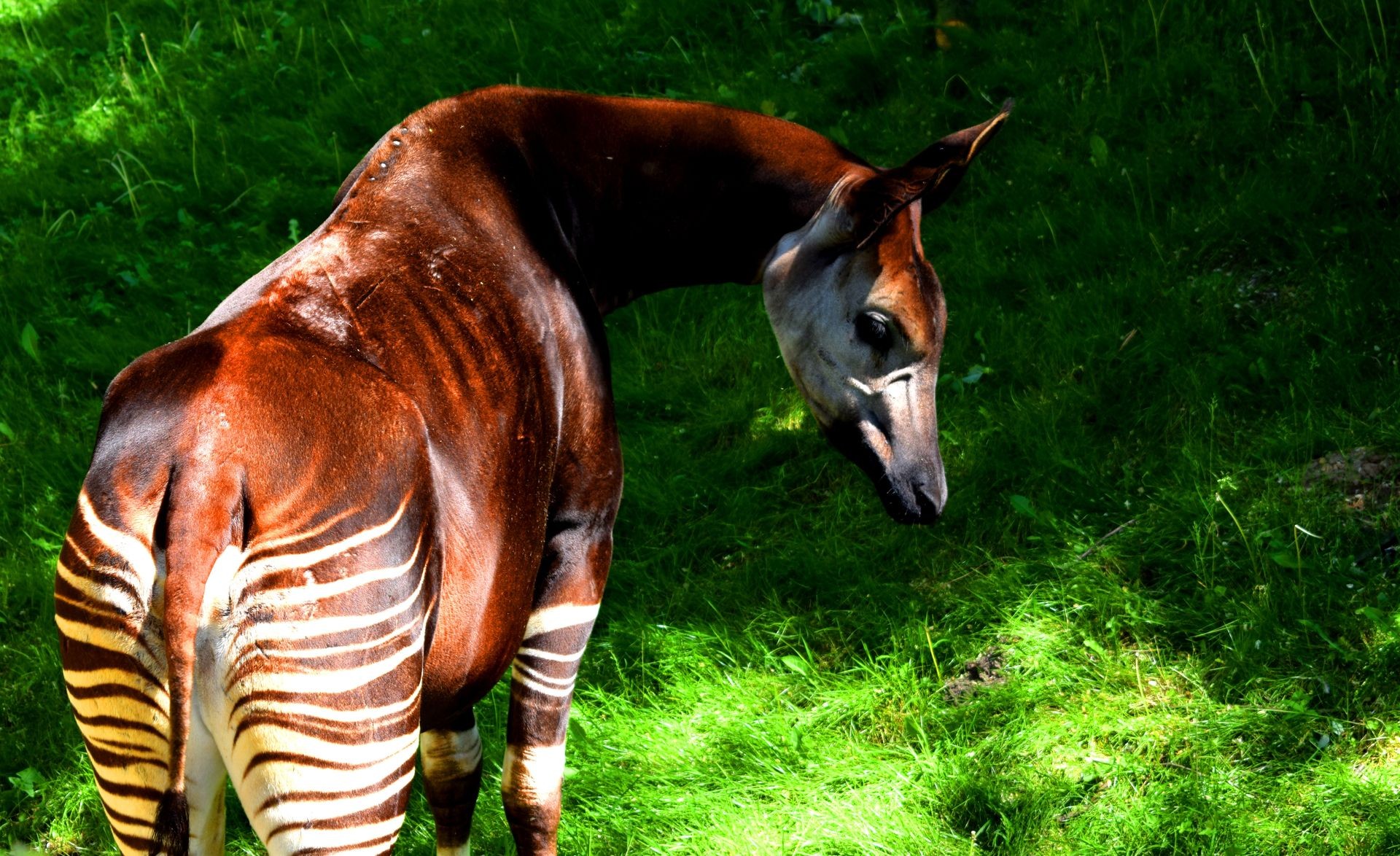 The okapi (forest giraffe, congolese giraffe or zebra giraffe) is an artiodactyl mammal. Although the okapi bears striped markings reminiscent of zebras, it is most closely related to the giraffe.