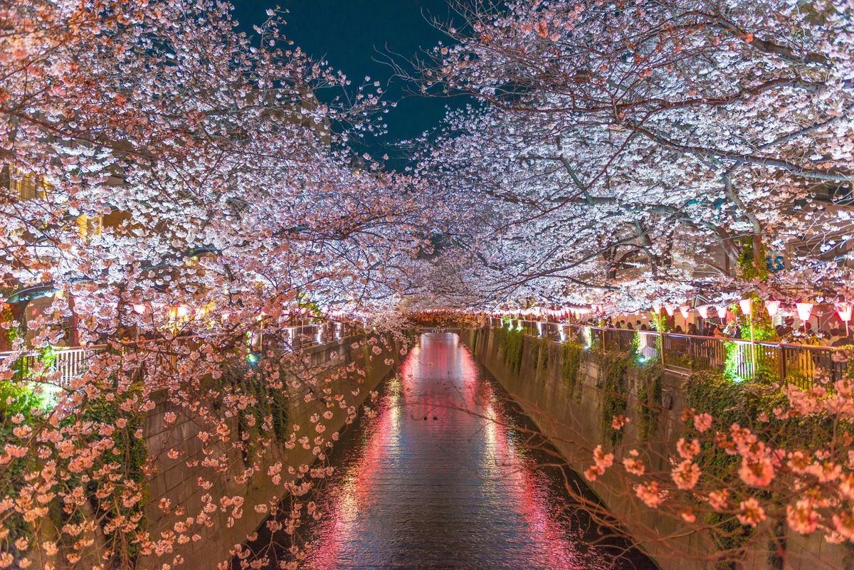 cherry blossom in meguro river