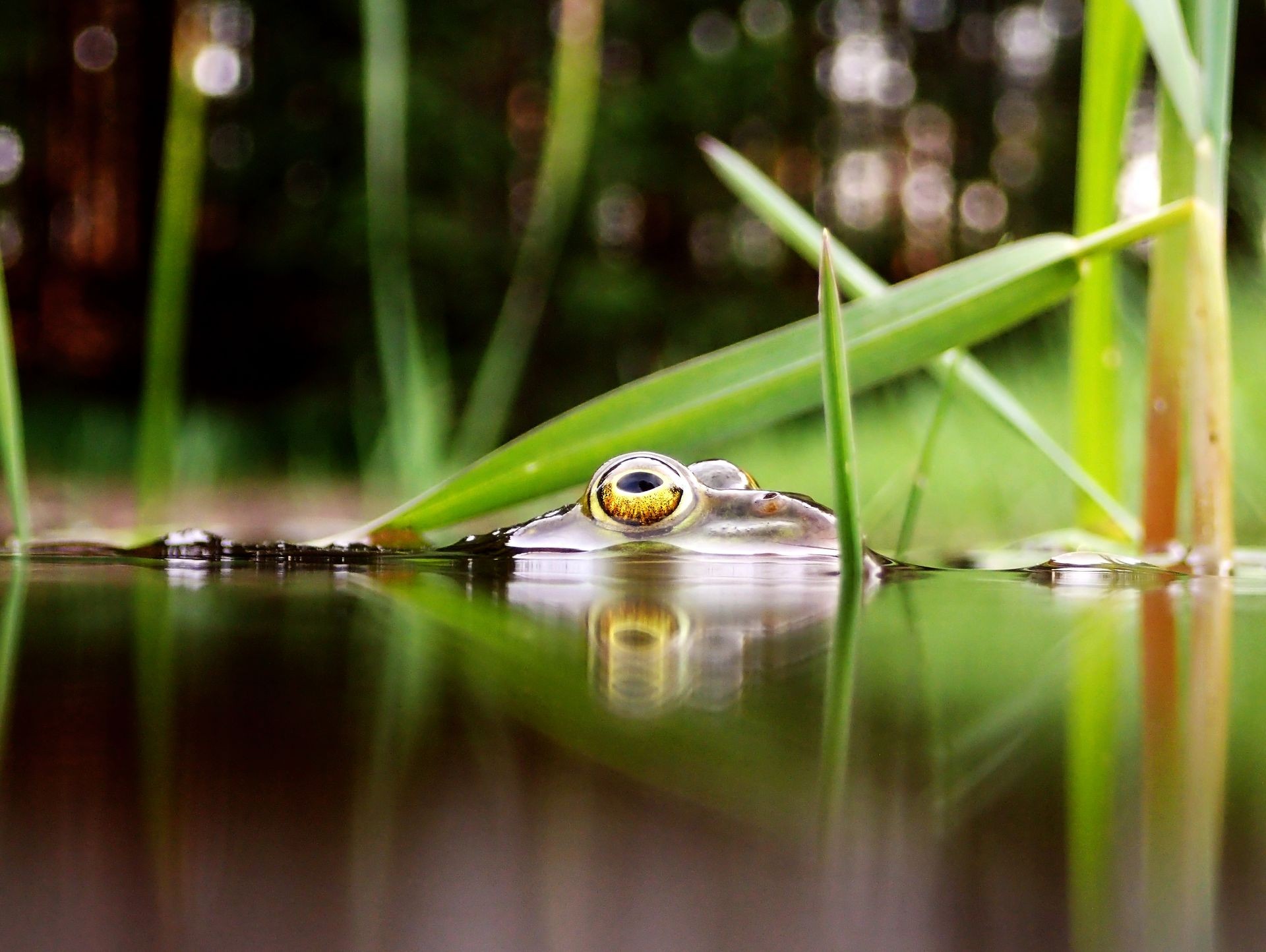 The head and eyes of a water frog at the water surface    
    