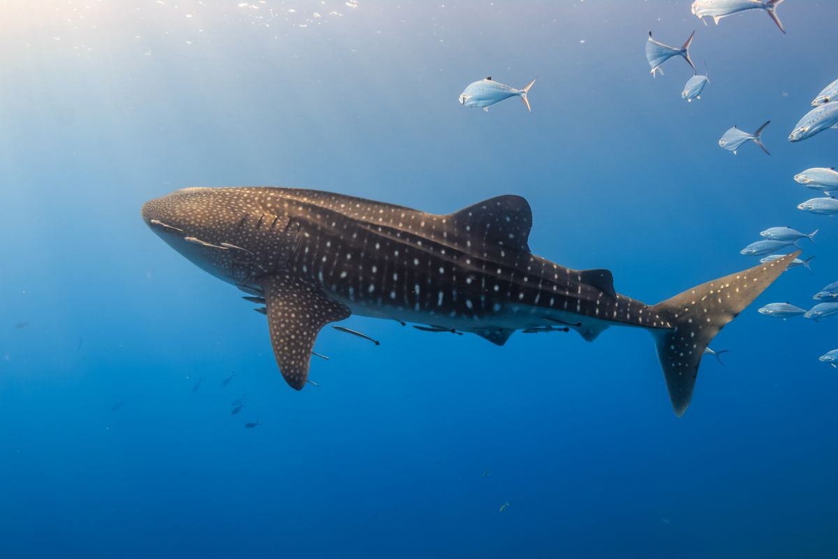 Large Whale Shark swimming in shallow water over a tropical coral reef