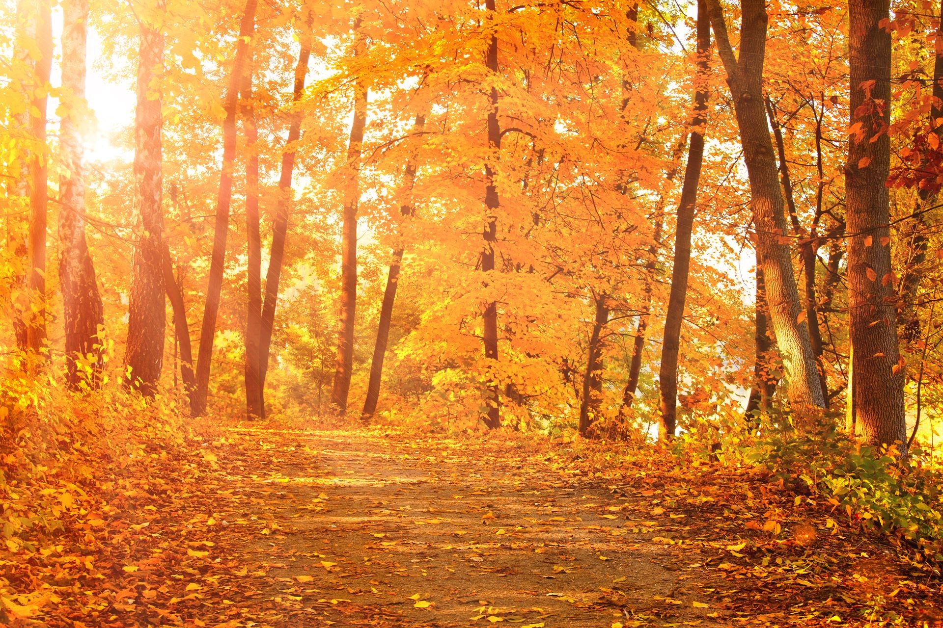 Sun shines through yellow leaves of trees on the path in city park, beautiful fall season landscape