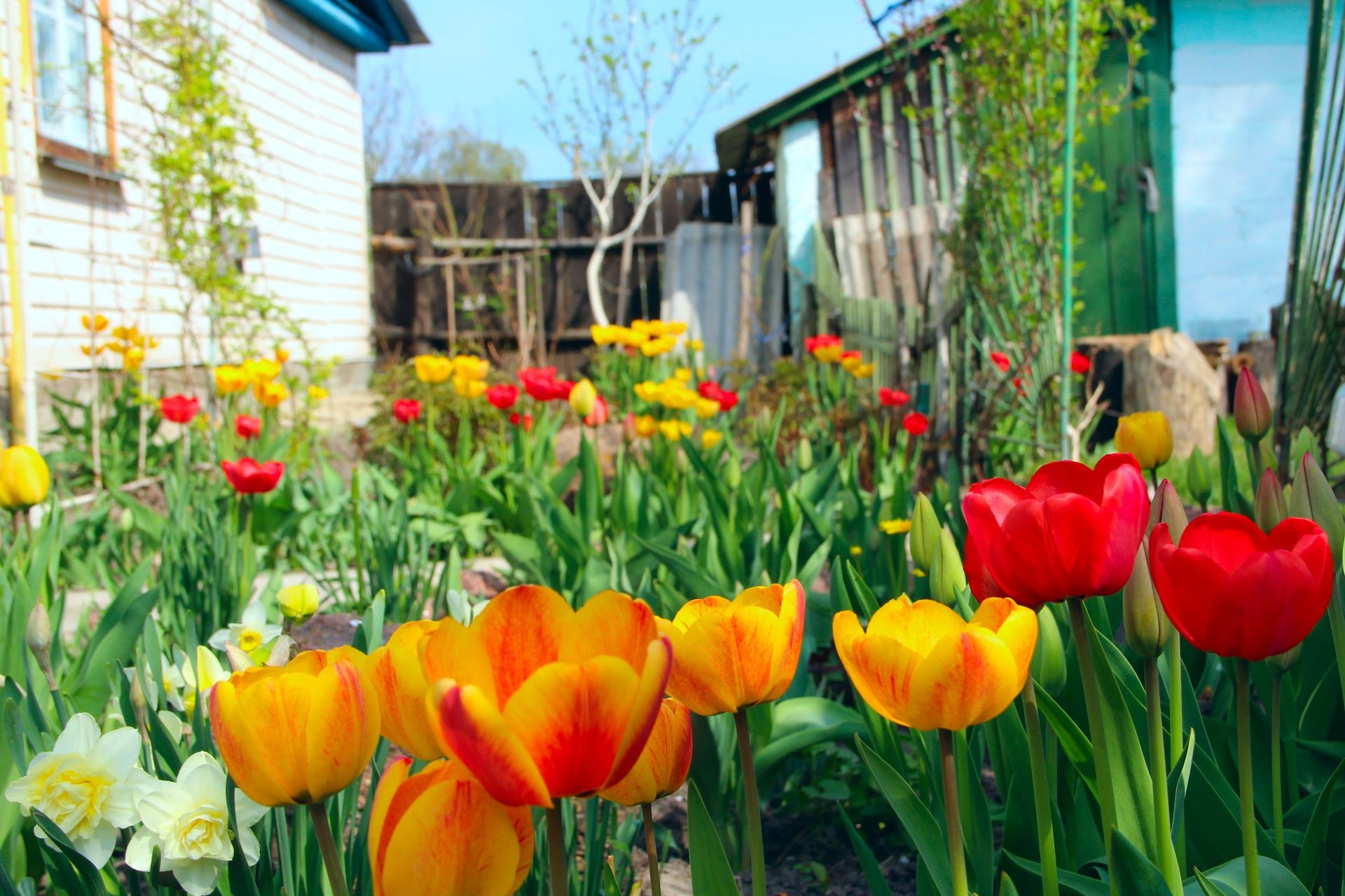 Yellow and red tulips on flower bed near house. Red and yellow tulips planted in garden. Spring garden. Colorful tulips in flower bed. Landscape design