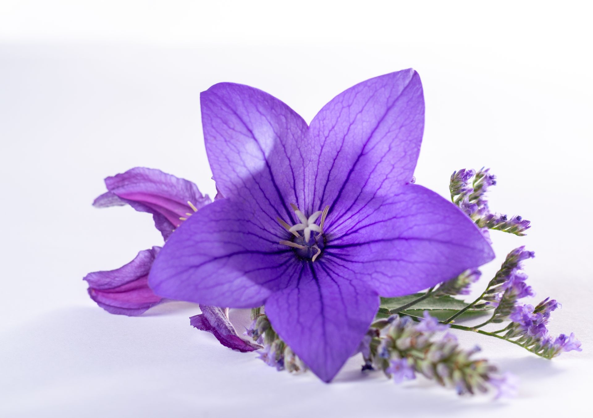 Elegant small boutonniere from purple balloon flower, fresh cut flower decoration isolated close up