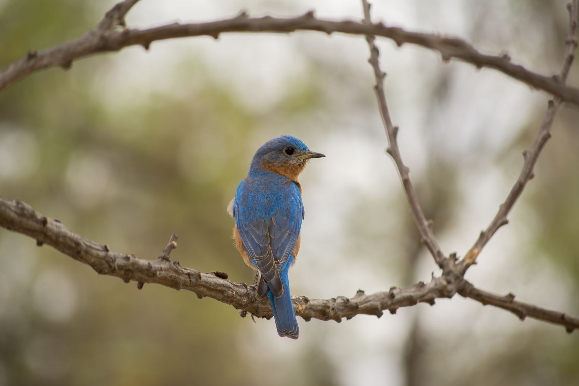 The bird standing on the branch is looking back