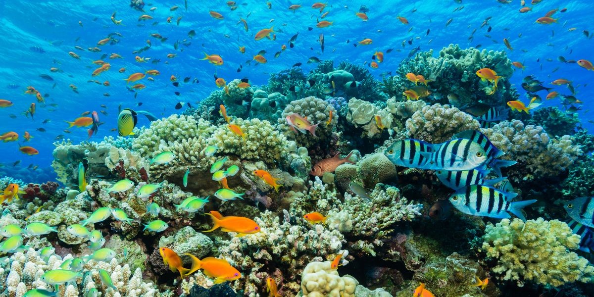 World Reef Awareness Day