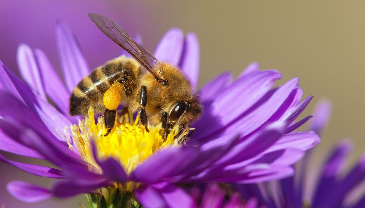 bee or honeybee in Latin Apis Mellifera, european or western honey bee sitting on the blue, violet and yellow flower