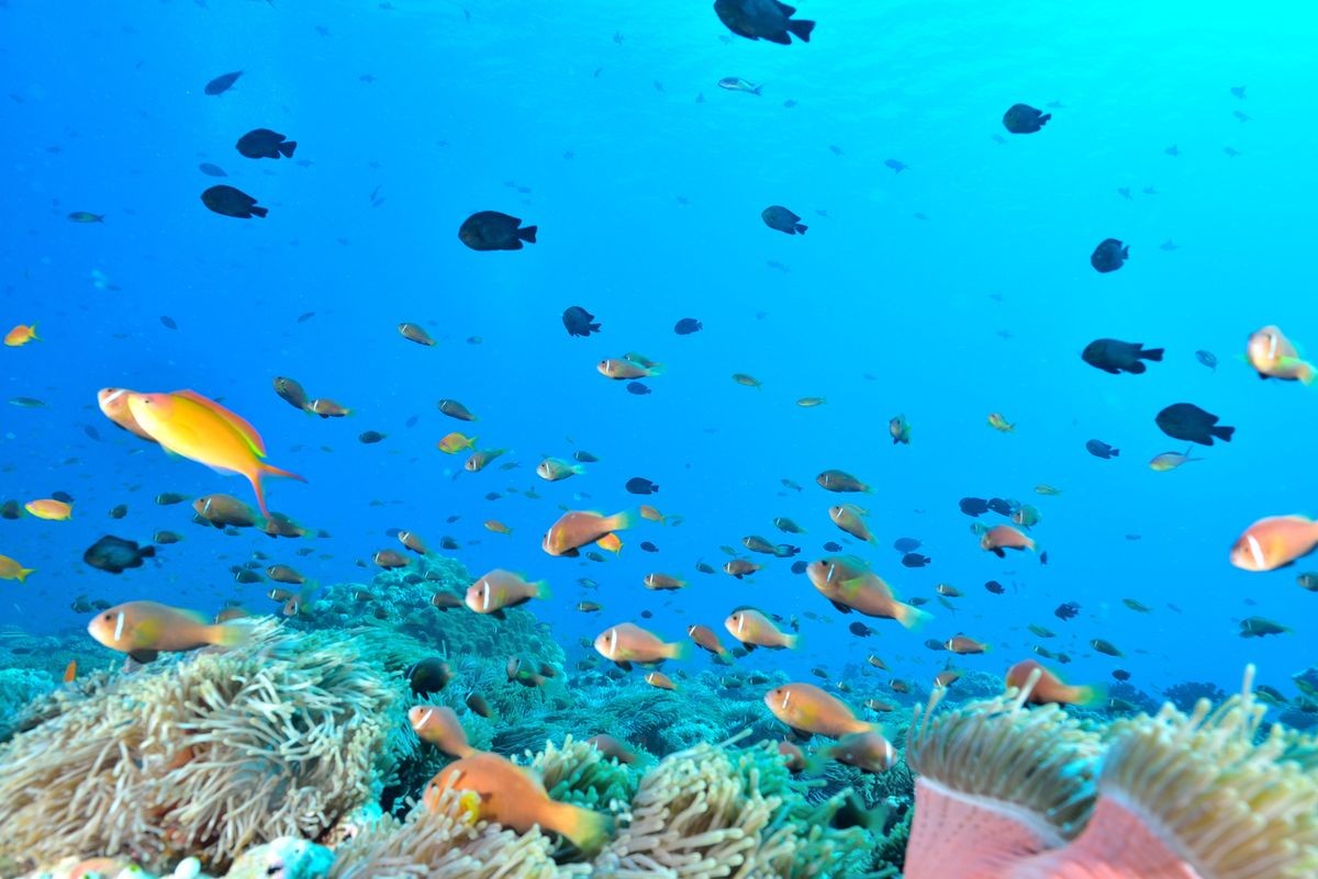 maldives anemonefish