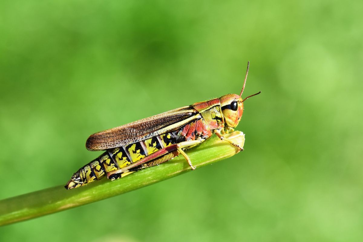 The large swamp grasshopper Mecostethus grossus on green background