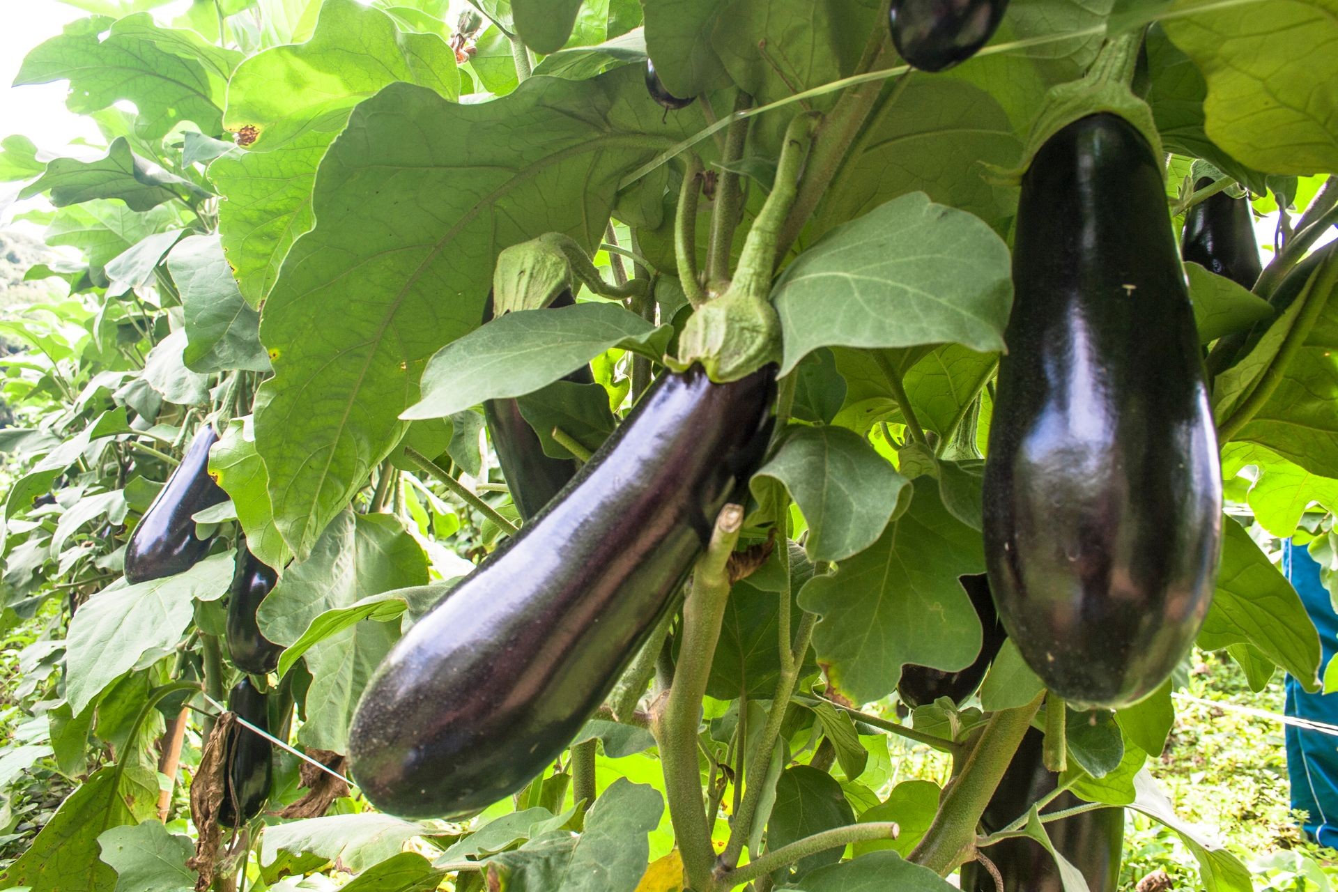 Eggplant in the garden. Fresh organic eggplant aubergine. Purple aubergine growing in the soil.