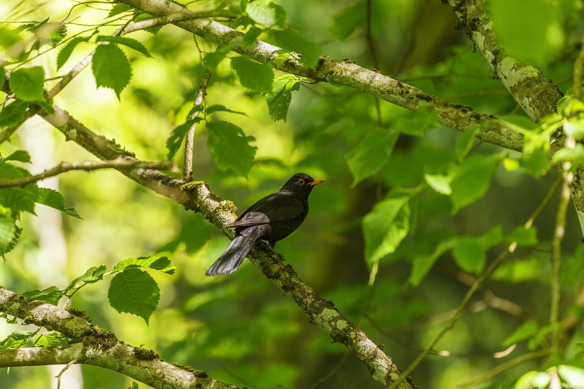 Blackbird on a branch of a tree in the summer