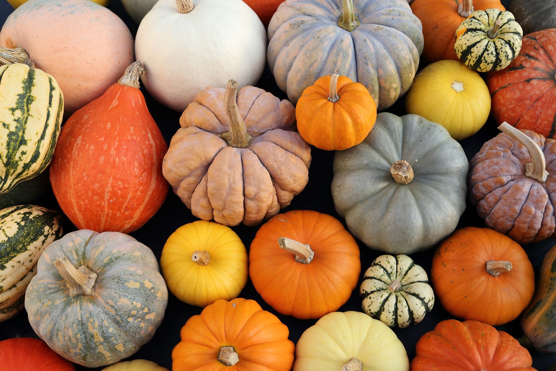 Autumn harvest colorful squashes and pumpkins in different varieties.