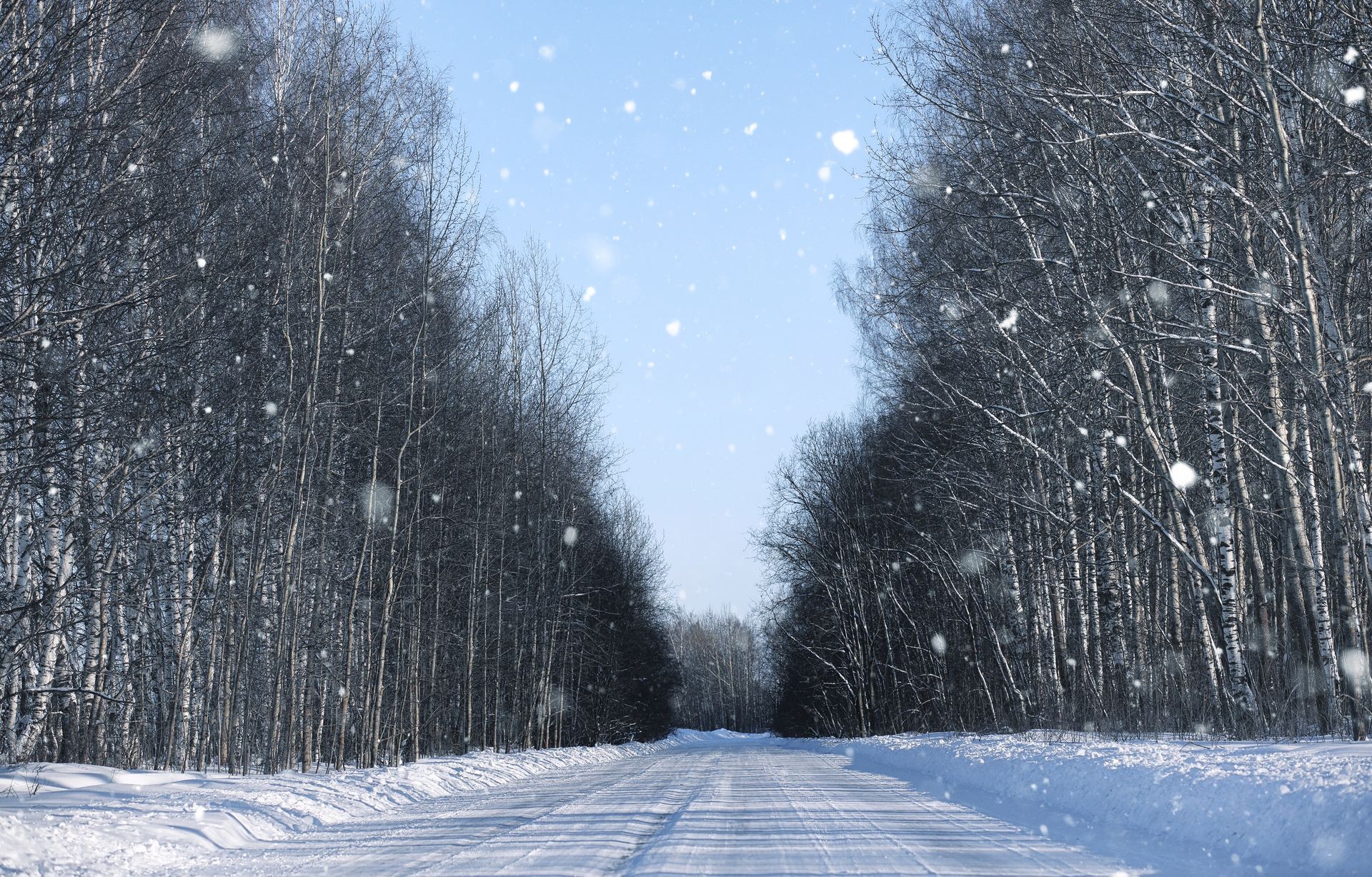 empty rural road in a forest in winter sunny day 