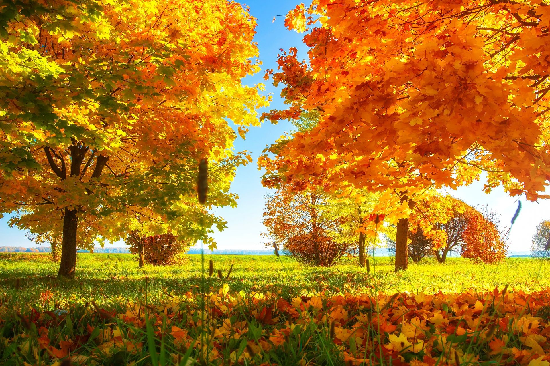 Vibrant color of leaves on trees in autumn park on sunny clear day. Autumnal landscape. Fall. Vivid colourful nature. Amazing autumn background. Scenery trees in bright park.