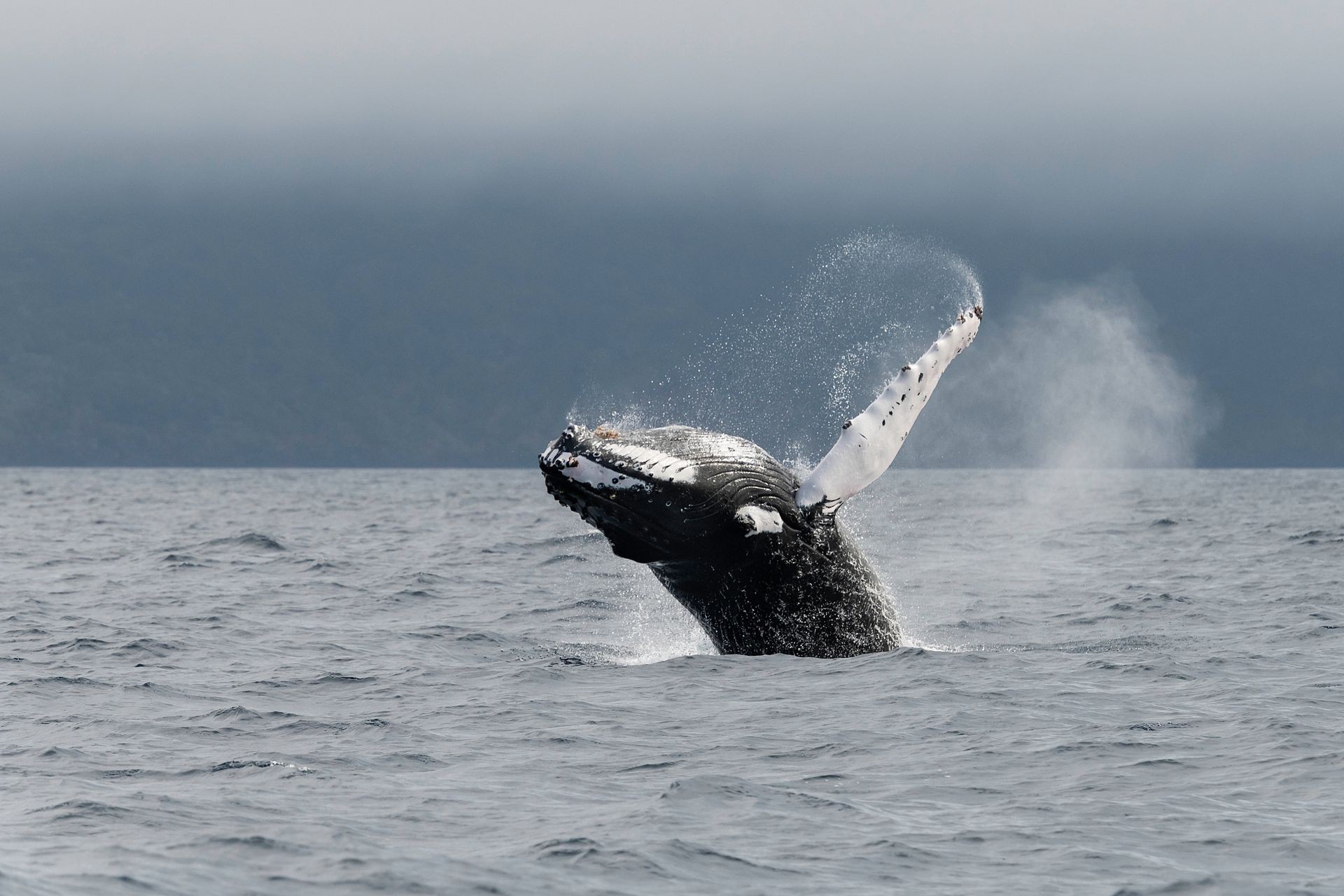 Humpback whale breaching off the coast of Pico Island, Azores.