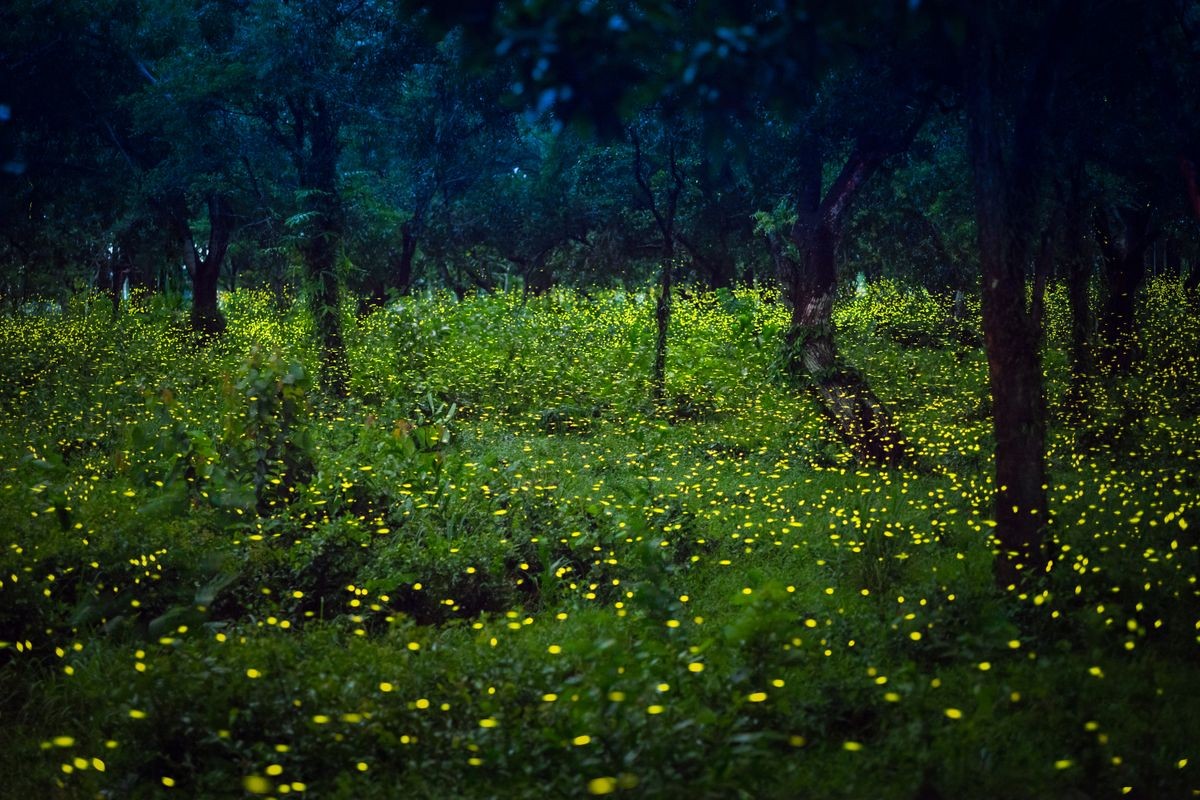 Lampyridae , Lightning Bugs Fireflies , Long exposure photo