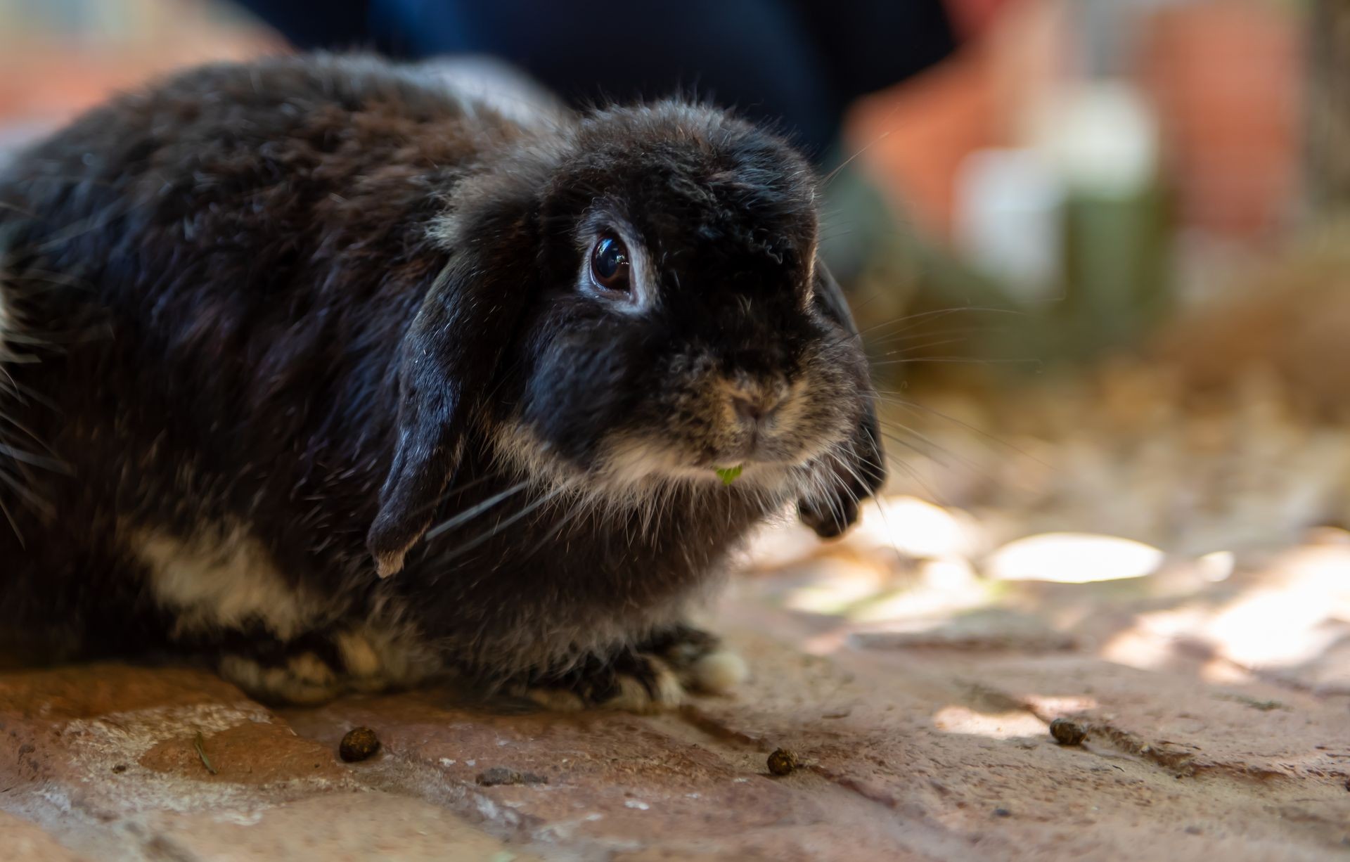 Black holland lop rabbit eating vegetable on the floor.