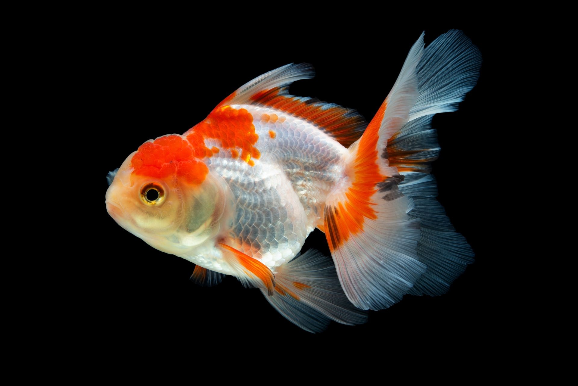 Beautiful fantail goldfish movement, Capture movement goldfish on black background