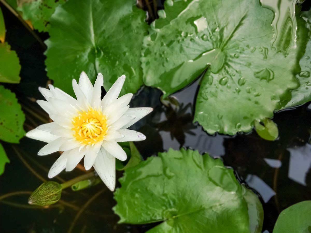 Beautiful Water Lily white flower with yellow pollen blooming with green leaves background and copy space.