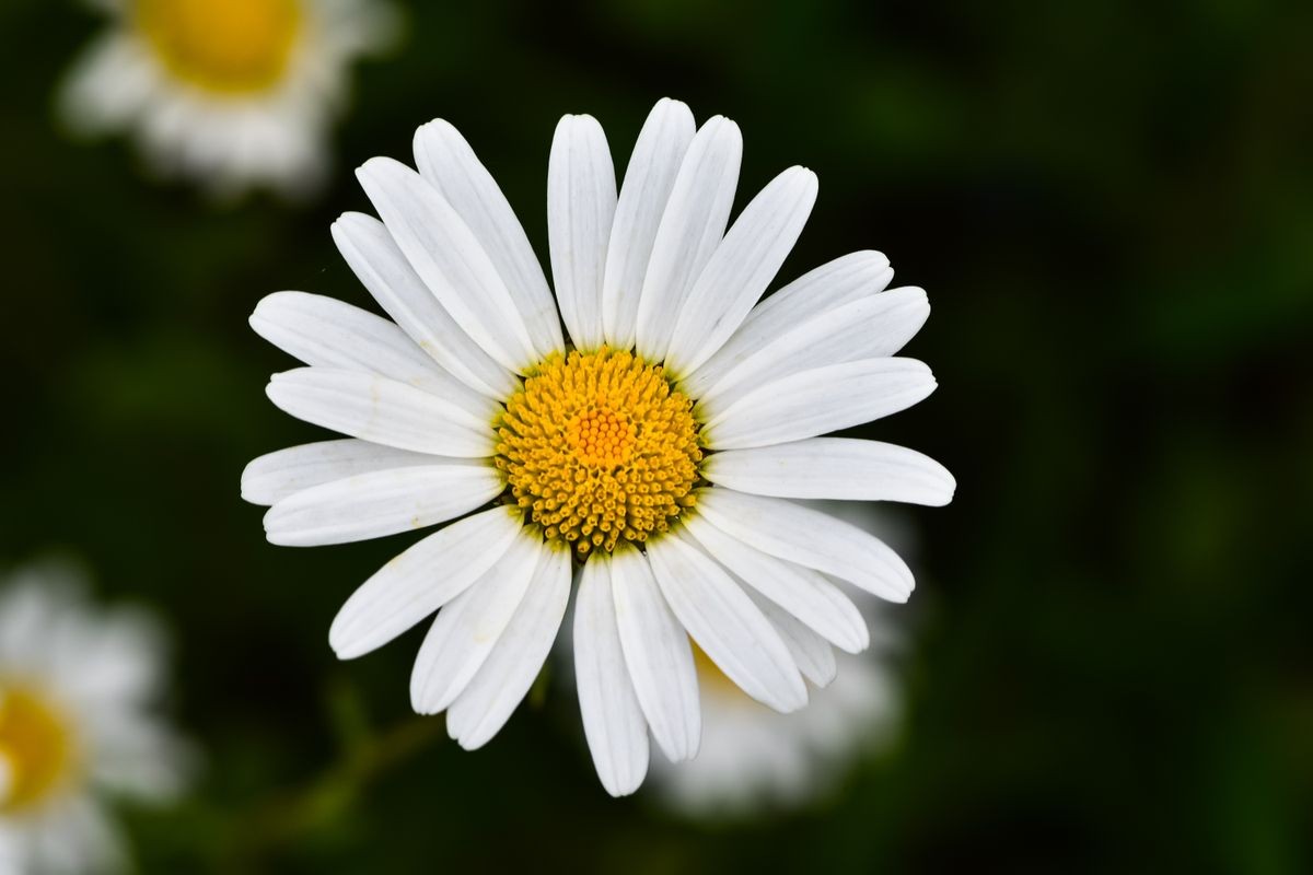 Daisy Day