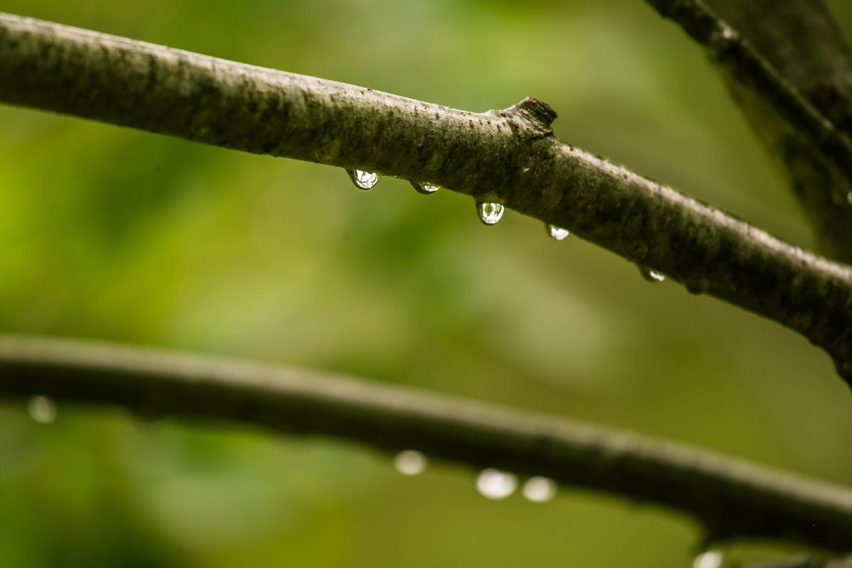 A beautiful, tranquil rain drops on a branch of an alder tree in a forest. Fresh, natural look.