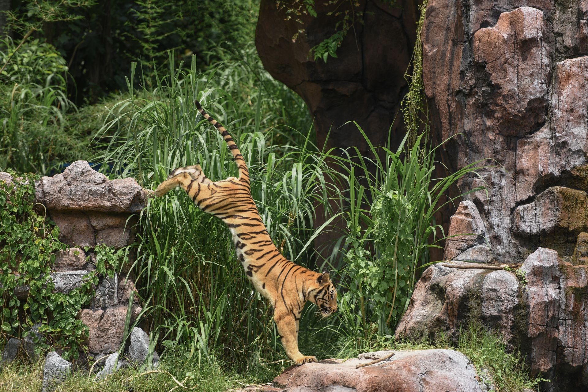 tiger jumping on the background of wild nature