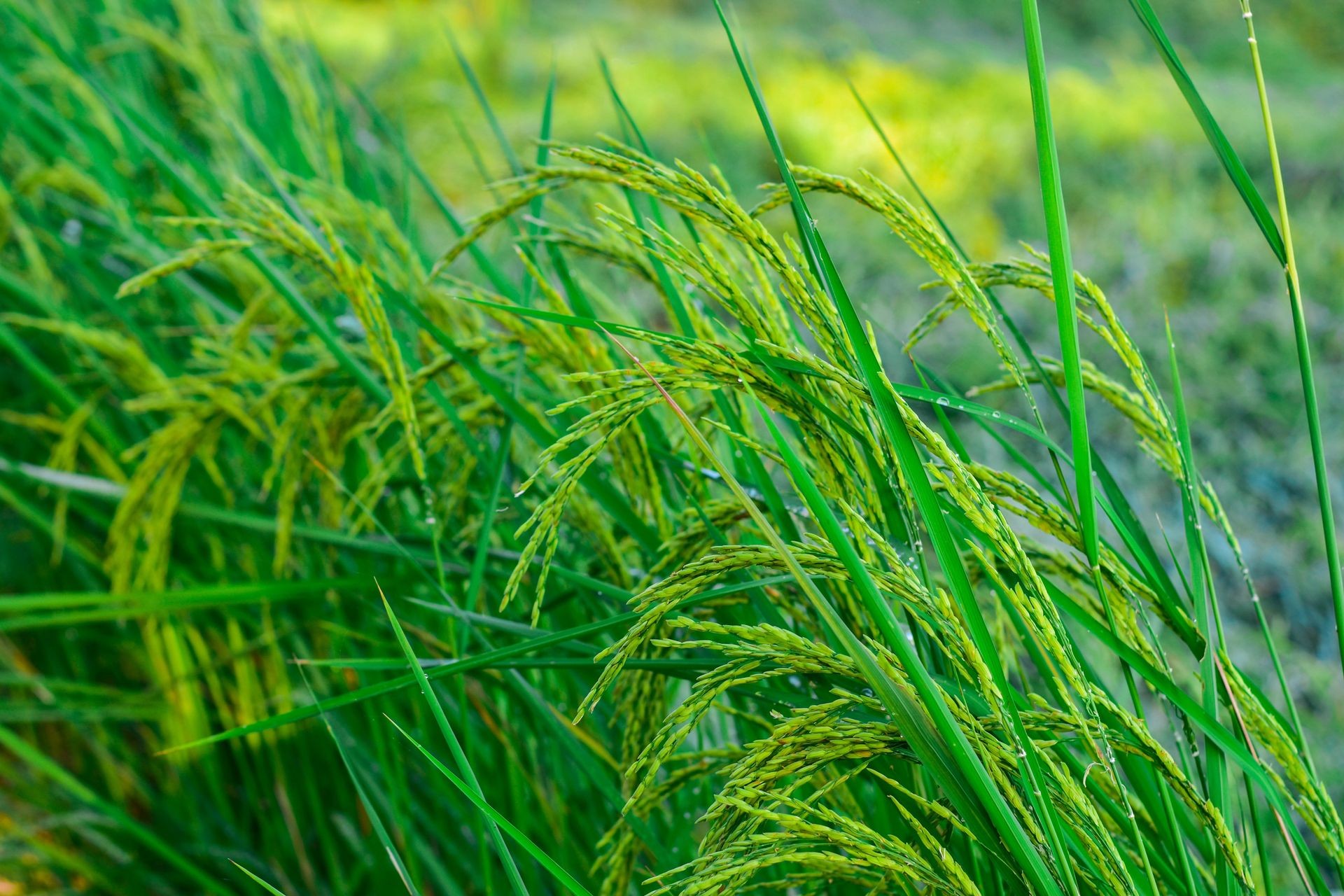 The green rice in the field fell flat. When the rain fell heavily Causing damage to farmer productivity in northeast Thailand.
