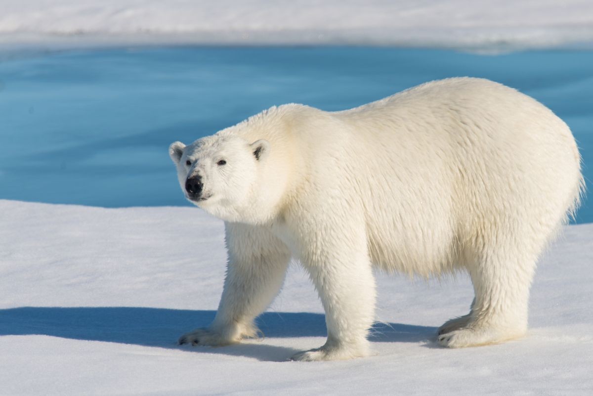 Polar bear on the pack ice