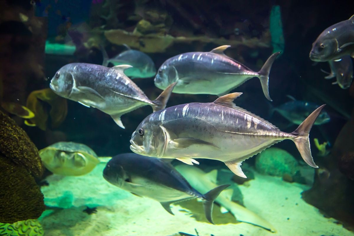 Tuna fish in ocean water. Sea fish