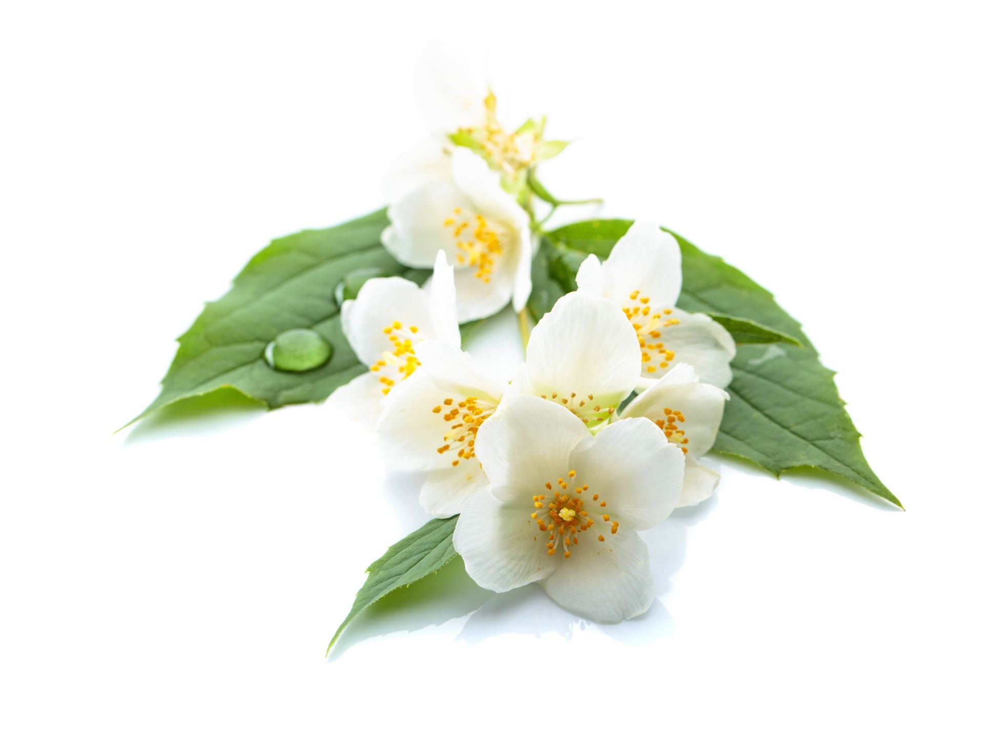 Branch of blooming jasmine with water drops on a leaves. Isolated on white background.