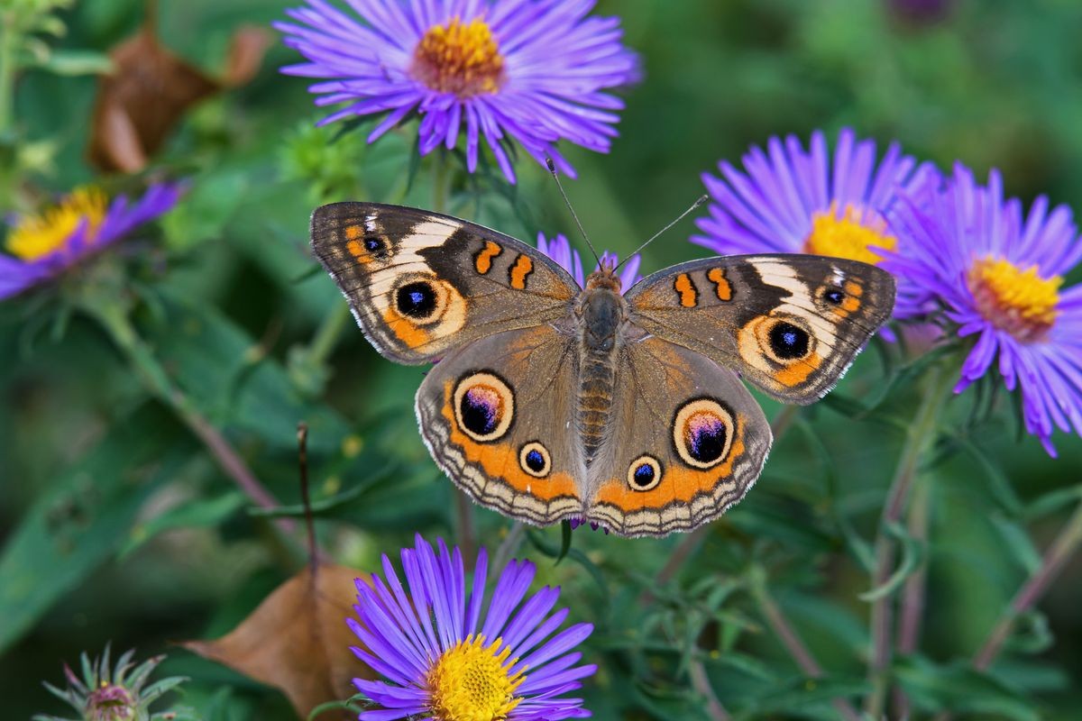 Junonia coenia, known as the common buckeye or buckeye on New England Aster. It is in the family Nymphalidae. Its original ancestry has been traced to Africa.