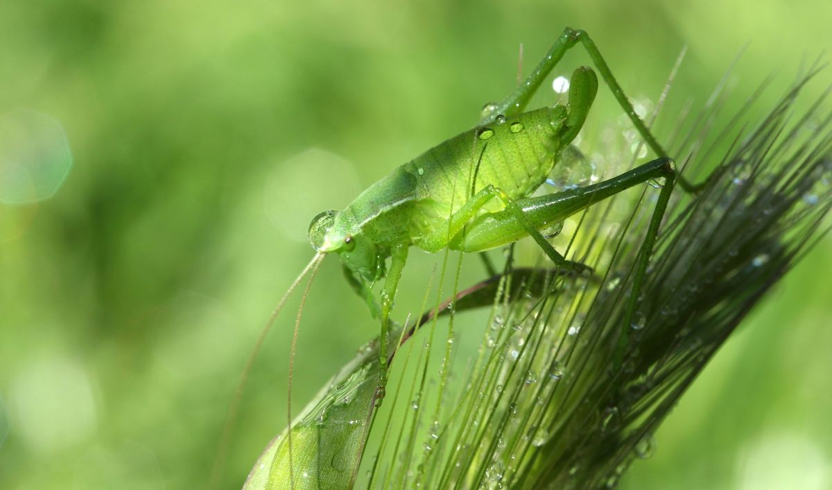 Grasshopper on wheat 