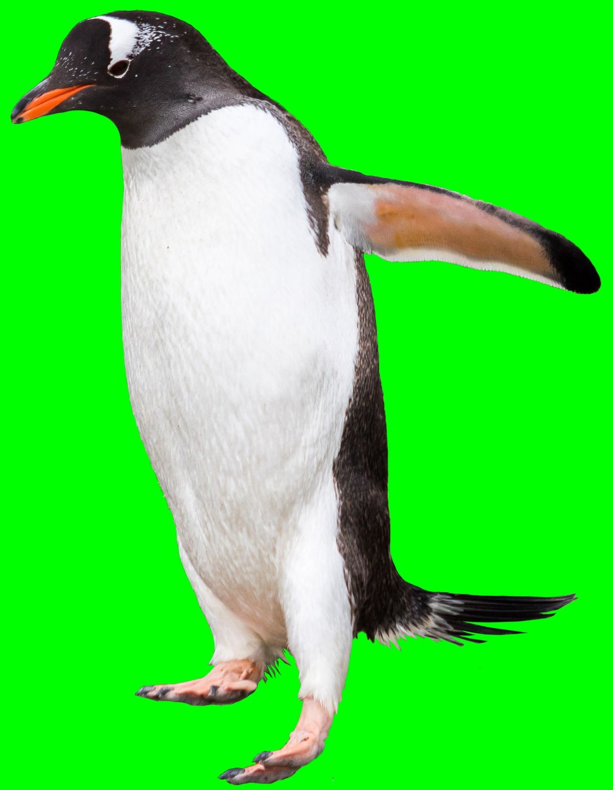 Gentoo penguin. isolated on green background