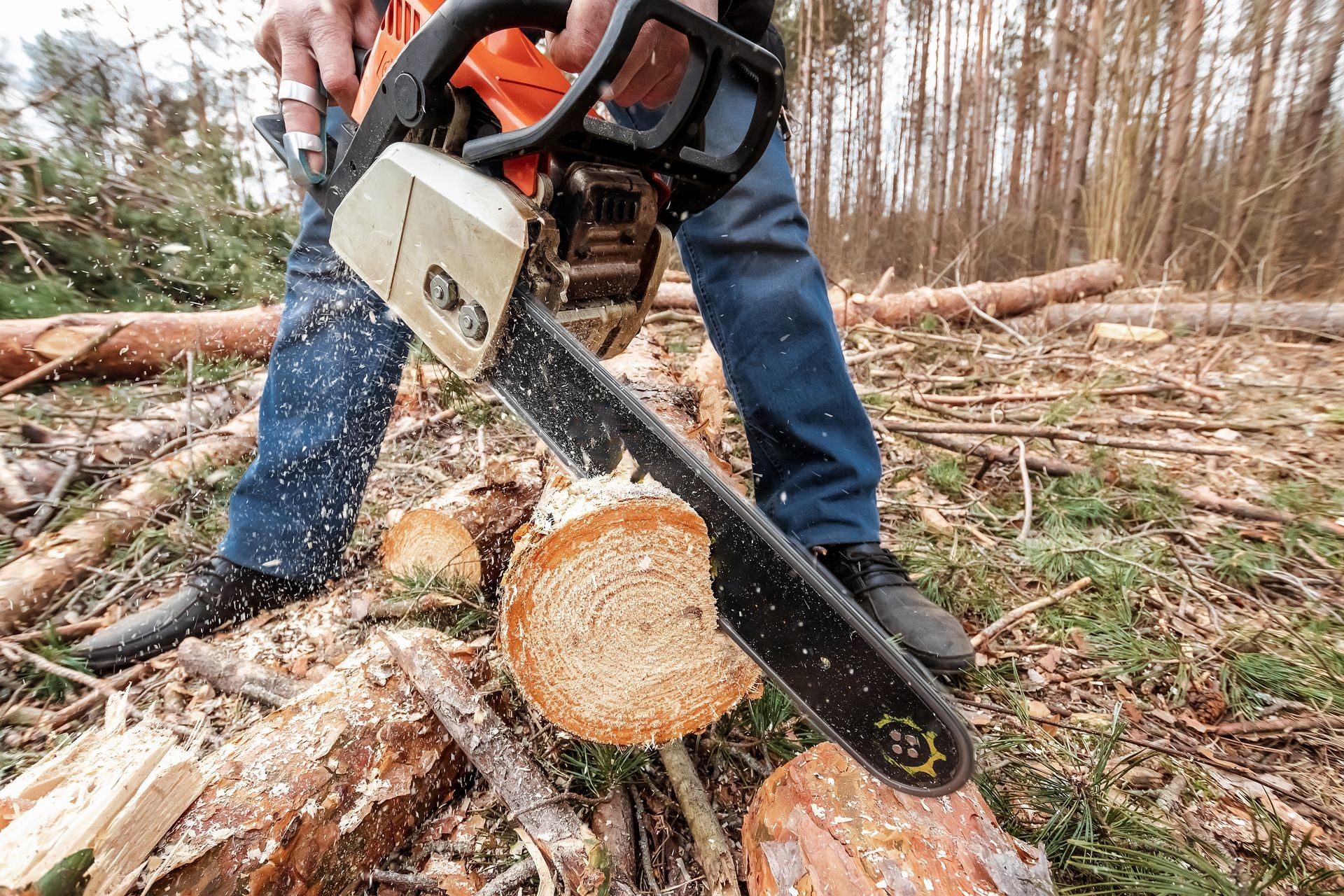 Logging, Worker in a protective suit with a chainsaw sawing wood. Cutting down trees, forest destruction. The concept of industrial destruction of trees, causing harm to the environment.