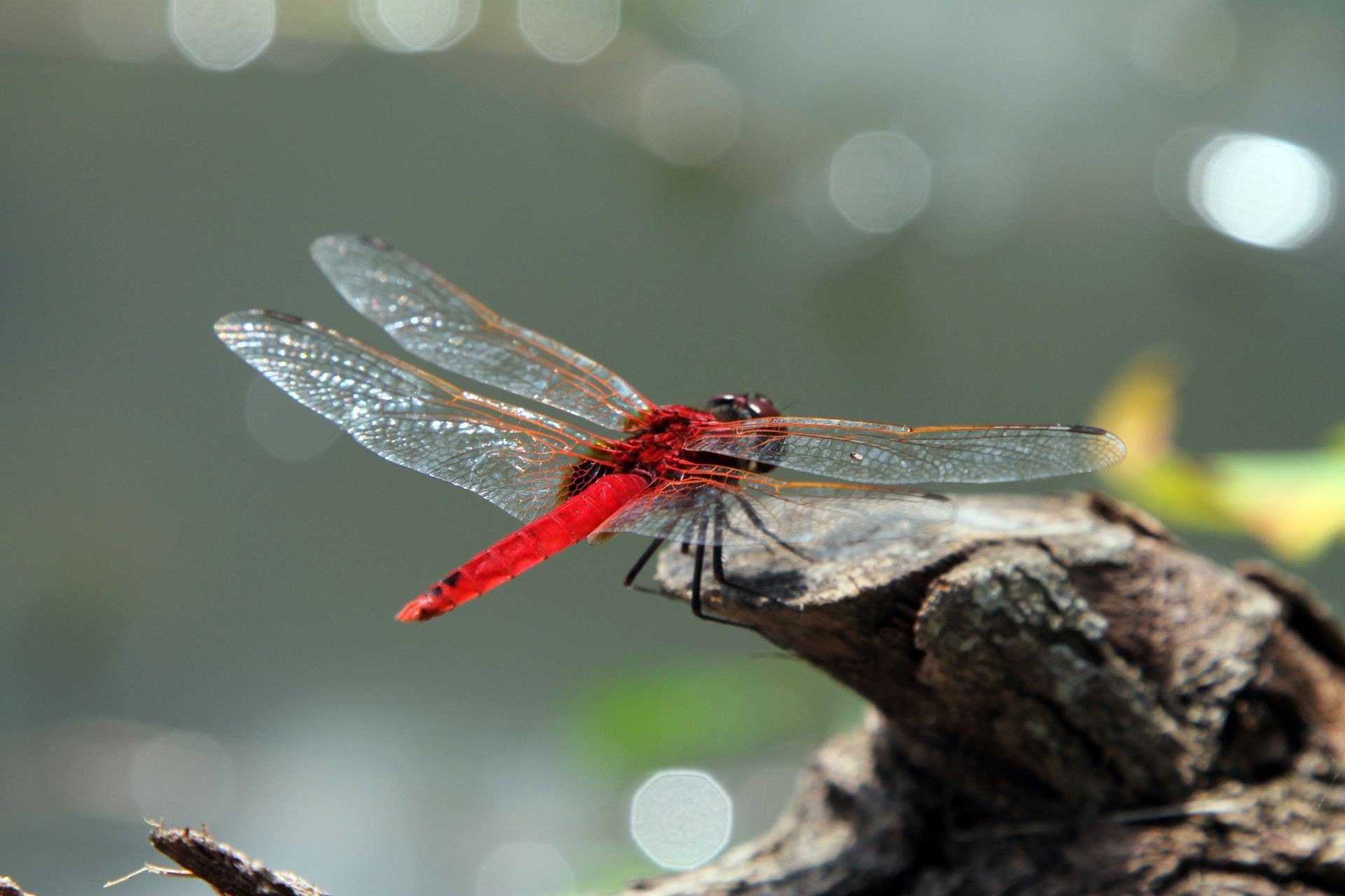 Red Dragonfly Oriental Scarlet, Crocothemis servilia sitting on wooden bark over blur background. Beautiful dragon fly in the nature habitat