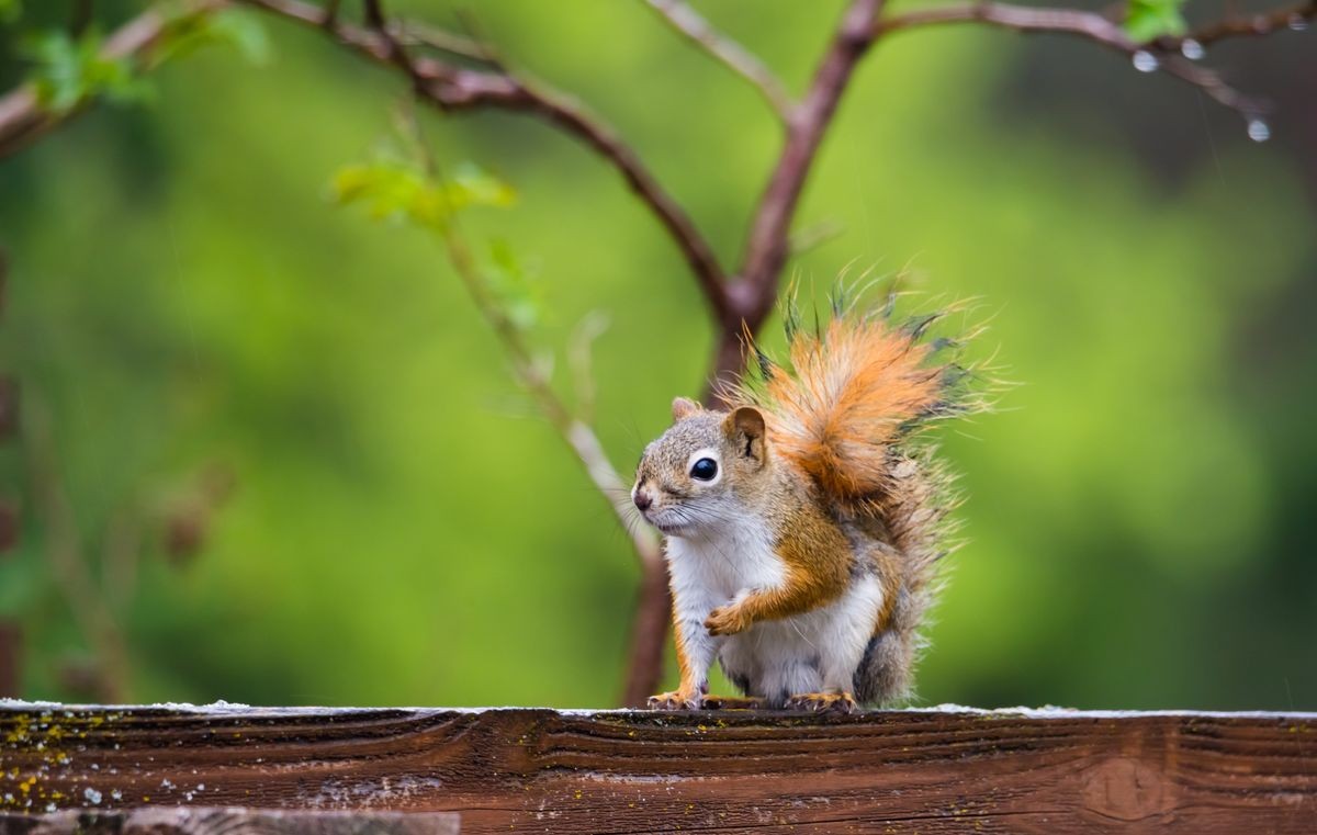 horizontal image of red squirrel on cedar arbor, light rain with soft green background