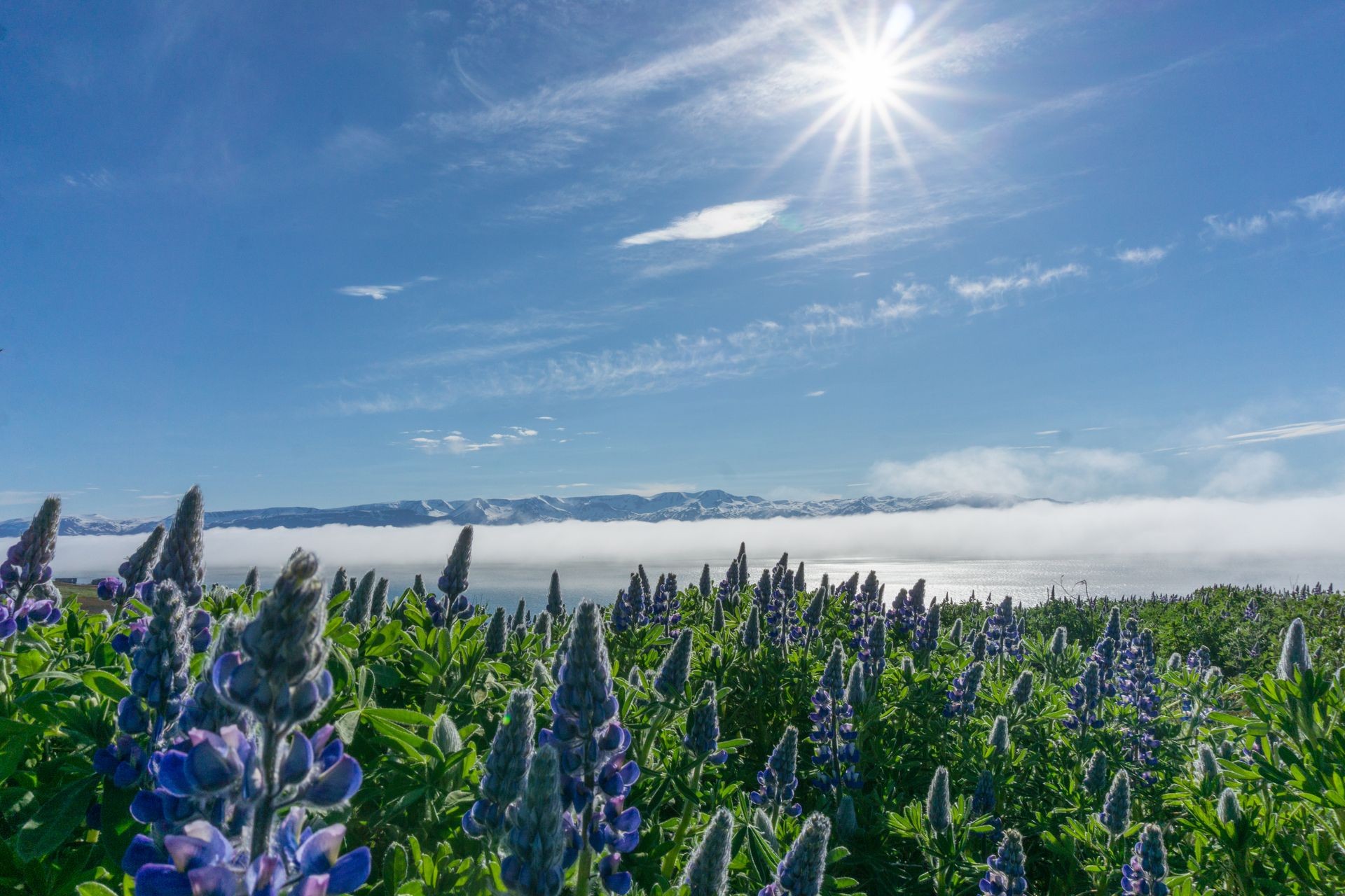 Vibrant Purple Alaskan Lupine Nootka Flowers with the Ocean Fjord on a sunny day in the background