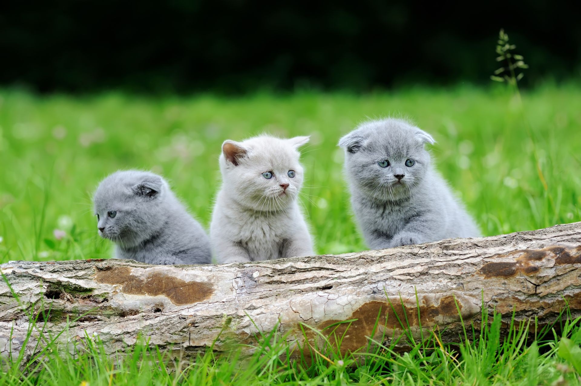 Three gray kitten on nature