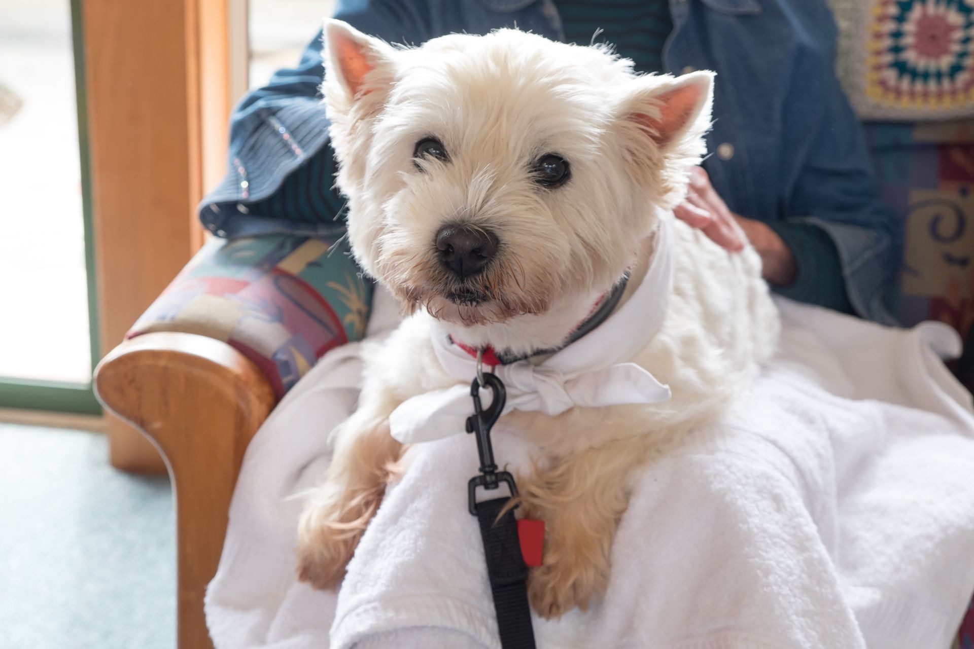 Cute therapy westie dog on lap of senior person in retirement care home lounge room