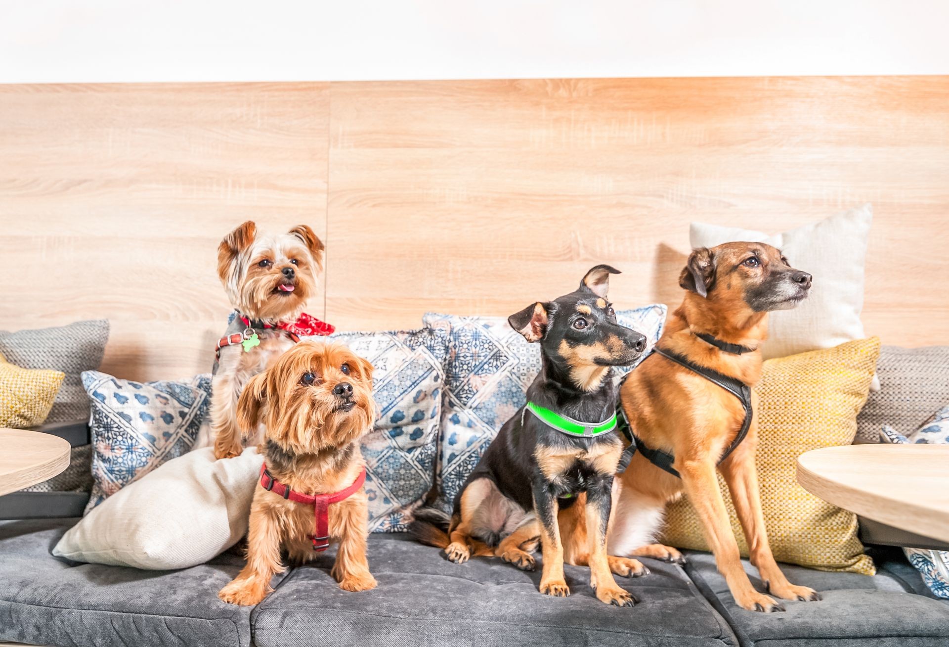 Four funny cute dogs ex abandoned homeless adopted by good people and having fun on the pillows in the pet shop enjoying new life selective focus